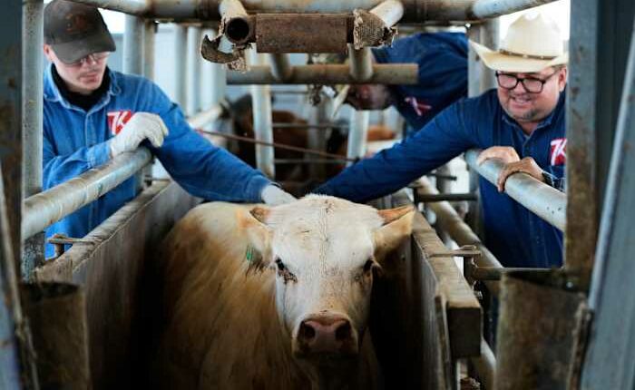 The US plans to build a $750M fly factory in Texas to stop a flesh-eating cattle parasite
