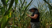 To get that perfect ear of corn, weather has to cooperate. But climate change is making it dicier