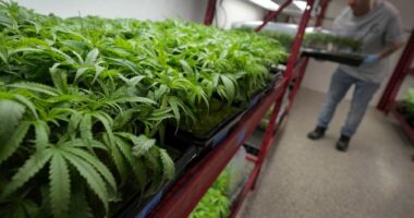 Trump admin may reclassify marijuana: Would that make it legal in the US?