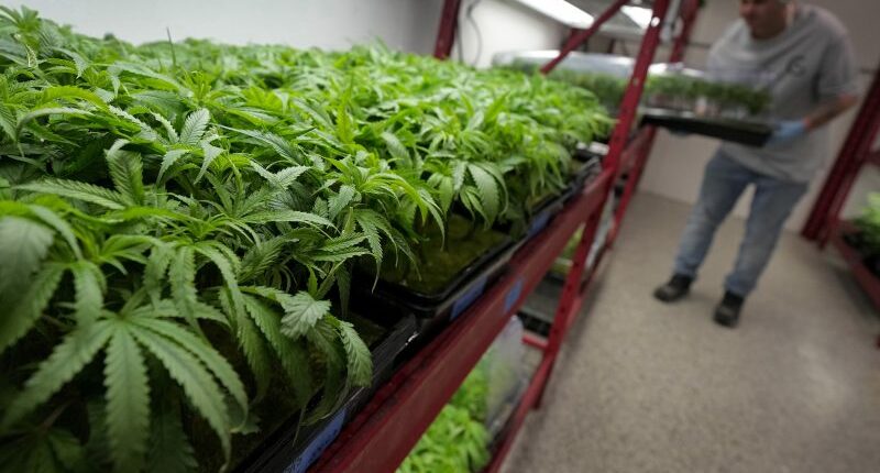 Trump admin may reclassify marijuana: Would that make it legal in the US?