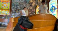Vermont's Dog Mountain celebrates bond between dogs and their humans
