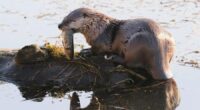 Washington toddler's mother suing port over 'aggressive' river otters