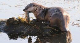 Washington toddler's mother suing port over 'aggressive' river otters
