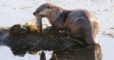 Washington toddler's mother suing port over 'aggressive' river otters