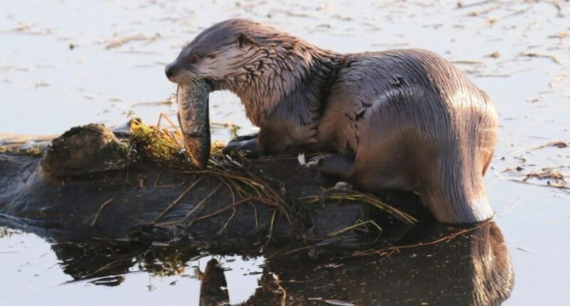Washington toddler's mother suing port over 'aggressive' river otters