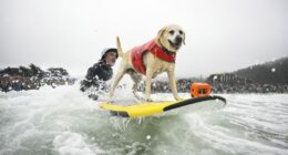 Jeff Nieboer pushes Charlie Surfs Up through the breakers during the World Dog Surfing Championships