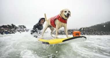 Jeff Nieboer pushes Charlie Surfs Up through the breakers during the World Dog Surfing Championships