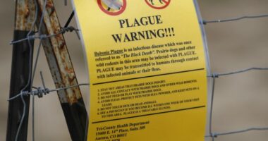 What still causes the plague in the US?