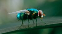 What to know about New World screwworm after 1st human case detected in US