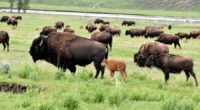 When free to roam, Yellowstone's bison are fueling ecosystem recovery: Study