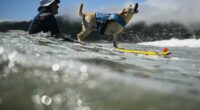 Who's the top dog? Wave-riding canines compete in the World Dog Surfing Championships