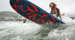 Who's the top dog? Wave-riding canines compete in the World Dog Surfing Championships