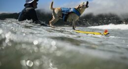 Who's the top dog? Wave-riding canines compete in the World Dog Surfing Championships