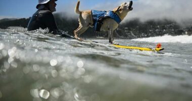 Who's the top dog? Wave-riding canines compete in the World Dog Surfing Championships