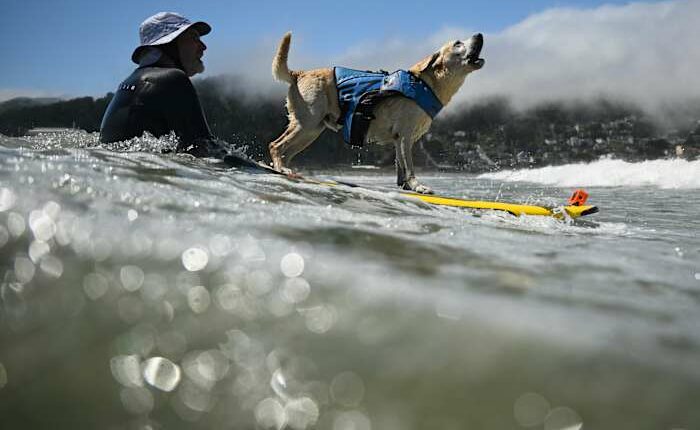Who's the top dog? Wave-riding canines compete in the World Dog Surfing Championships
