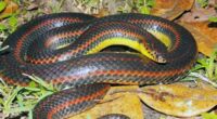 Wildlife officials ask Florida residents to report sightings of this ‘elusive’ snake. Here’s why