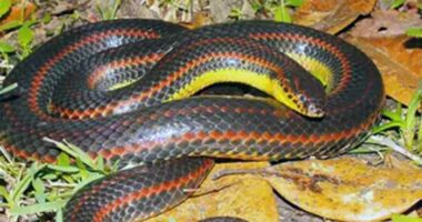 Wildlife officials ask Florida residents to report sightings of this ‘elusive’ snake. Here’s why