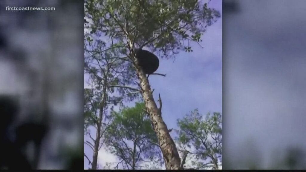 With a bear hunt approved for FL, a case from seven years ago is proving relevant