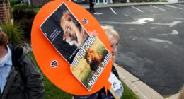 Zimbabwe news: Trophy hunter kills Blondie the lion; animal was part of Oxford University research project