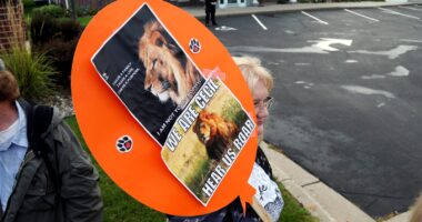 Zimbabwe news: Trophy hunter kills Blondie the lion; animal was part of Oxford University research project
