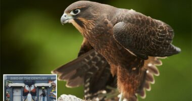 A raptor with no qualms about eating its opponents wins New Zealand’s annual bird election