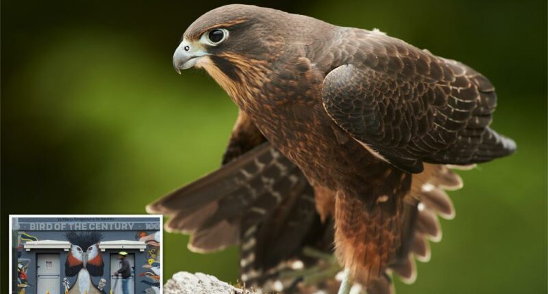 A raptor with no qualms about eating its opponents wins New Zealand’s annual bird election