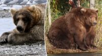 Alaska national park to host its 11th annual Fat Bear Week
