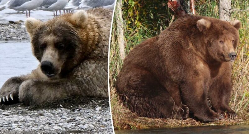 Alaska national park to host its 11th annual Fat Bear Week