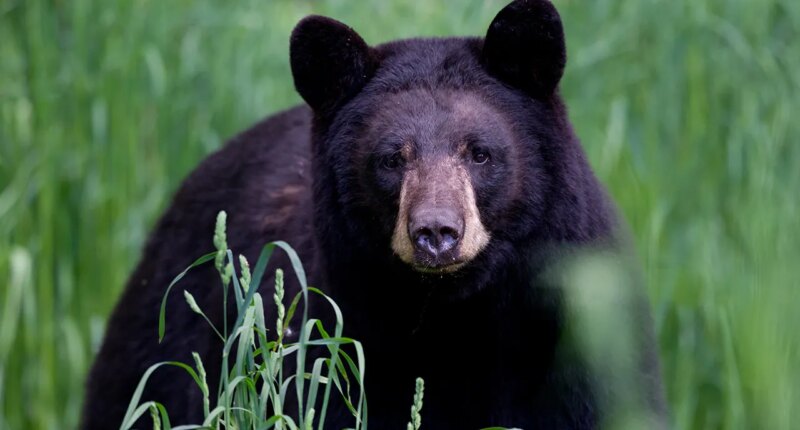 Arkansas man, 72, mauled by 70-pound bear, hospitalized with 'extensive' injuries