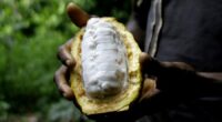 Cocoa supplements could reduce the risk of heart disease: Study
