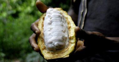 Cocoa supplements could reduce the risk of heart disease: Study