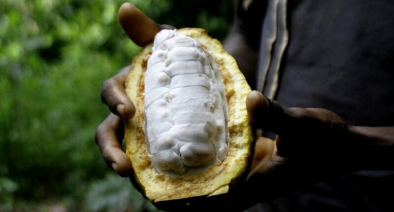 Cocoa supplements could reduce the risk of heart disease: Study