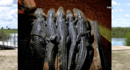 Florida alligator poachers busted after posting photos, videos on Snapchat: FWC