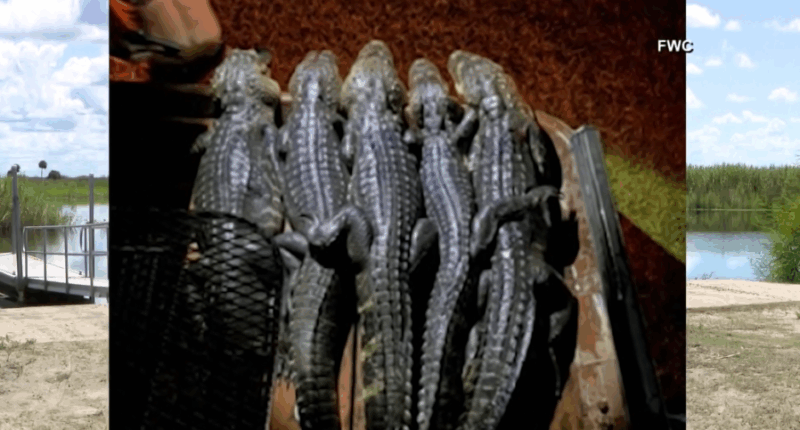 Florida alligator poachers busted after posting photos, videos on Snapchat: FWC