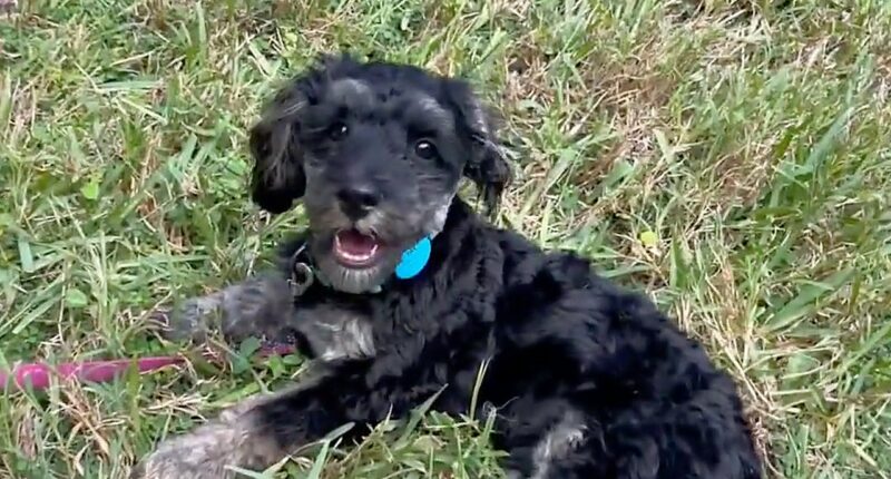 Florida woman wrestles alligator to rescue puppy it dragged into creek