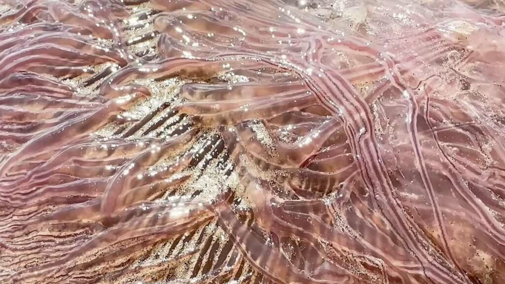 Gigantic sea monsters with 70 foot tentacles wash up on Texas beaches