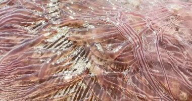 Gigantic sea monsters with 70 foot tentacles wash up on Texas beaches