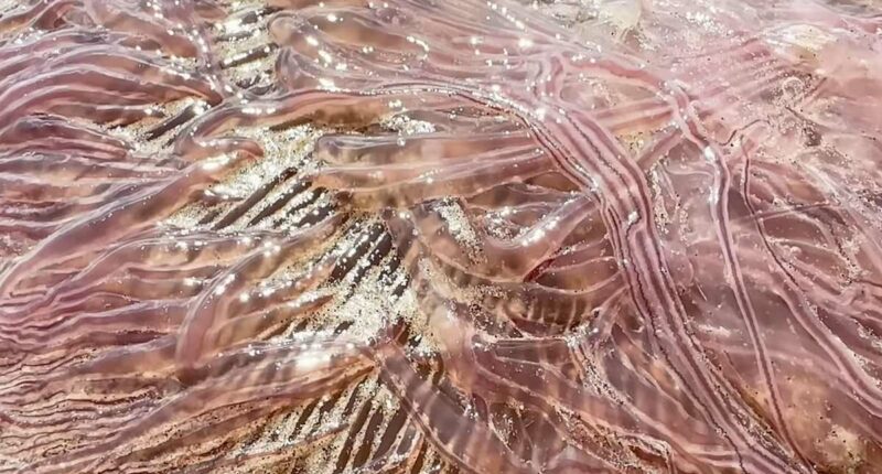 Gigantic sea monsters with 70 foot tentacles wash up on Texas beaches