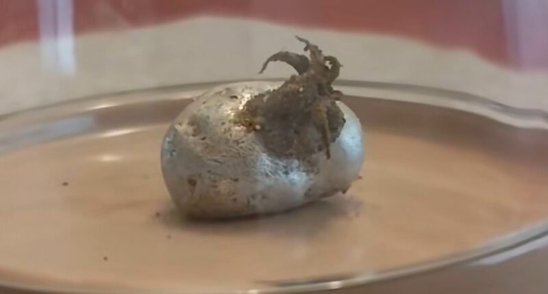 Mysterious tentacles emerging from 'meteorite' spark frenzied reaction