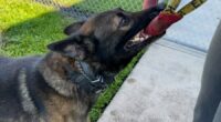 Pinellas Co. Sheriff's Office uses technology to keep K9s safe from the heat