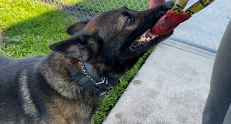 Pinellas Co. Sheriff's Office uses technology to keep K9s safe from the heat