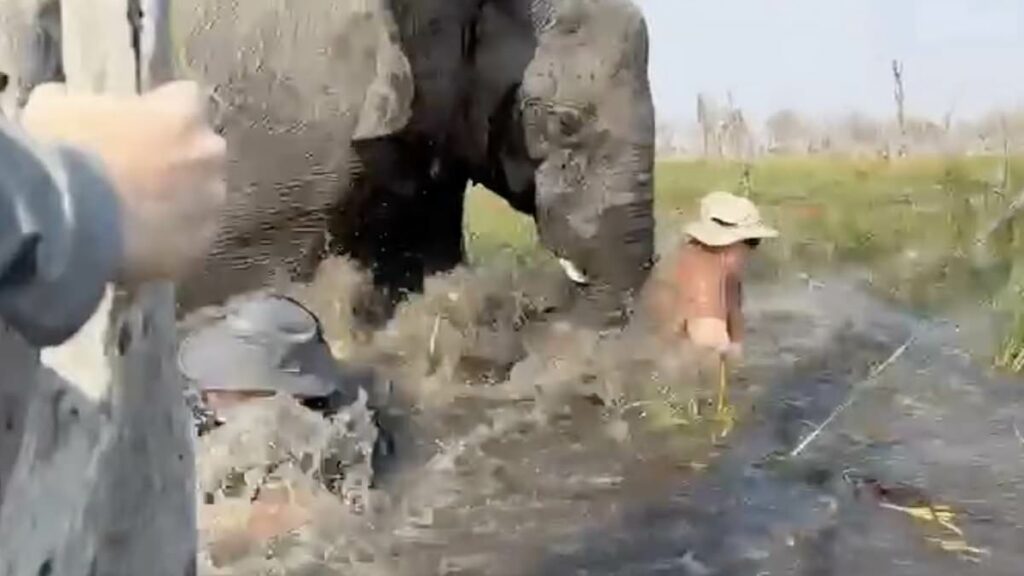 Terrifying moment couples cheat death when elephant flips their canoes