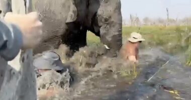 Terrifying moment couples cheat death when elephant flips their canoes