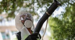 Virus prompting Covid-era restrictions in China now circulating in US