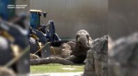 WATCH: Fallen elephant pushed back onto feet with front loader