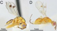 Warning as flesh-eating wasps discovered invading parts of the US