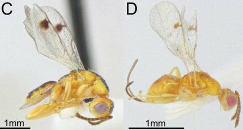 Warning as flesh-eating wasps discovered invading parts of the US