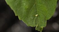 'Invasive pest' detected in Texas known to feed on cotton