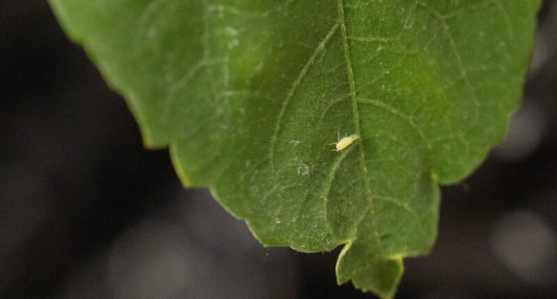 'Invasive pest' detected in Texas known to feed on cotton