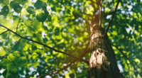 22-year-old worker killed by falling tree trunk in Volusia County